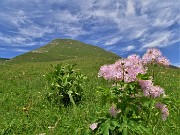 35 Thalictrum aquilegiifolium (Pigamo colombino) con vista in Vindiolo